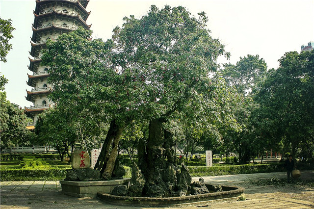 世界上最老的荔枝樹，已經(jīng)有1200多歲高齡