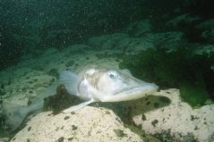 世界最抗凍的一種魚，鱷冰魚能夠在南極生存