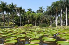 西雙版納十大旅游景點排名，野象谷排在第四位