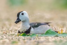 體長最瘦小的水鴨，棉鳧成鳥長約30厘米