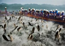 世界四大漁場是指哪些漁場？北海道漁場位居第一