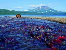 地球上最偉大的旅行家：三文魚(yú)洄游3000多公里只為產(chǎn)卵