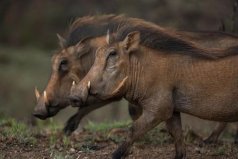 世界唯一數(shù)月不喝水動物：疣豬是真正“豬堅強”