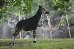 世界最神秘動物：霍加皮是非洲“獨角獸”