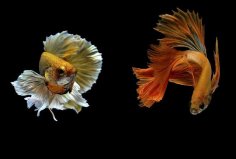 世界10大最好看的熱帶魚(yú)：小丑魚(yú)上榜，泰國(guó)斗魚(yú)奪冠