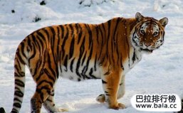 世界十大猛獸戰(zhàn)斗力排名：東北虎毫無爭議第一