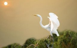 世界上最純潔的鳥：白鷺渾身雪白羽毛像公主