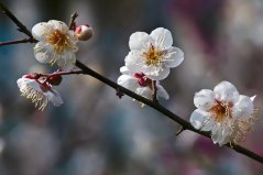 世界十大最香的盆栽花卉：梅花、梔子花雙雙上榜