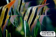 十大最常見的經(jīng)典淡水觀賞魚，你養(yǎng)過哪幾種？