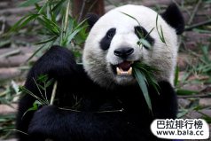 中國十大瀕危國寶級野生動物排名，大熊貓奪冠