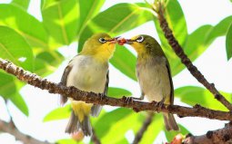 世界上最浪漫的10種動物：海馬、愛情鳥入榜！