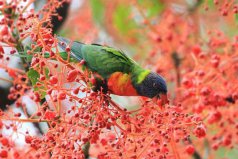 地球上10大最美麗的鳥：孔雀上榜，第一名是彩虹吸蜜鸚鵡