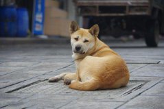 世界上10大人氣最高的寵物狗，中華田園犬奪得第一名