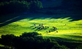 世界四大草原面積排名，全球四大草原排行榜