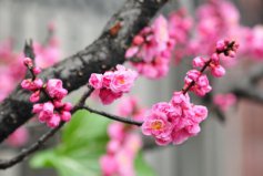 冬季開花的植物排行榜前十名：梅花、垂筒花位列前兩名