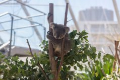 盤點十大最笨的動物：樹袋熊、翻車魚、蜜獾占據(jù)前三甲