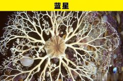 盤點海洋世界里的5大奇幻動物：藍(lán)星、海葵均上榜