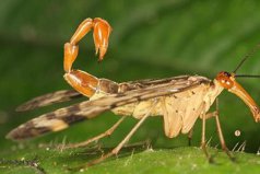 世界最恐怖的十大昆蟲：蝎蛉上榜，你見過(guò)幾種？