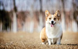 世界十大最萌的狗：哈士奇墊底，柯基犬奪冠