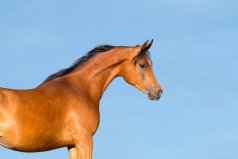 世界上十大長跑耐力最強的動物排行：騾子墊底，馬得第一