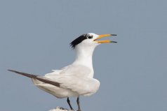 中國(guó)最稀有的鳥，中華鳳頭燕鷗堪稱鳥類大熊貓