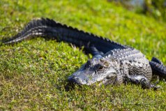 世界上十大最厲害動物：大白鯊、老虎均榜上有名