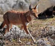 世界10大草原動物：袋鼠、獵豹雙雙入榜