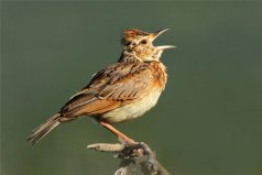 中國四大名鳥：百靈、畫眉、繡眼鳥、靛頦