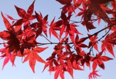 最出名的十大盆景樹種：紅楓、真柏排前兩位