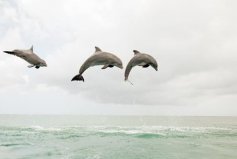 盤點十大睡覺時間最短的動物，海豚、長頸鹿排前兩名