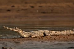 世界體型最大的十大鱷魚(yú)，恒河鱷、灣鱷位列榜首