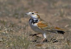 世界上10大最受歡迎的寵物鳥，百靈鳥排第一位