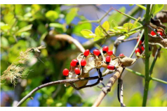 全球十大毒性最強(qiáng)植物：顛茄居第六，念珠豌豆居首